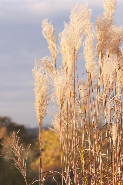 Feather Reed Ornamental grass at sunset in Autumn Common Reed, Ornamental Grasses For Shade, Natural Essence Style, Plants To Attract Hummingbirds, Feather Reed Grass, Lake Artwork, Japanese Forest, Eagle Images, Fountain Grass