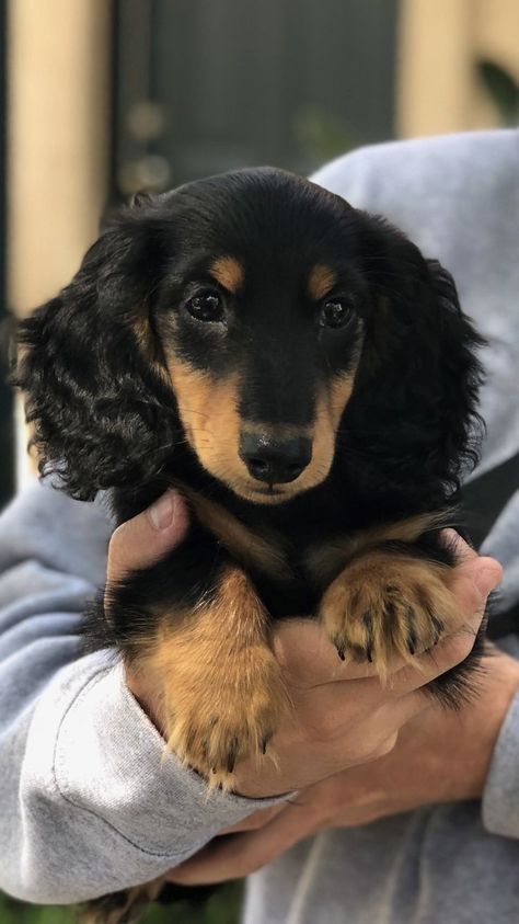 Daschund Black And Tan, Black And Tan Mini Dachshund, Black Dachshund Puppy, Long Hair Dauchand Puppy, Black Dachshund Long Hair, Black And Tan Long Haired Dachshund, Black Long Haired Dachshund, Daschund Long Haired, Long Hair Daschund