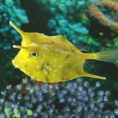 Cow Fish, Different Fish, Salt Water Fishing, Salt Water Fish, Fish For Sale, Saltwater Tank, Marine Fish, The Aquarium, Deep Sea Fishing