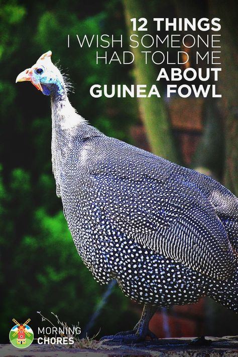 So, you're thinking of keeping guinea fowls? Here are 12 (important) things I can tell you about it so you won't make mistakes. Free Chicken Coop Plans, Free Chicken Coop, Guinea Hens, Raising Turkeys, Raising Farm Animals, Chickens And Ducks, Guinea Fowl, Keeping Chickens, Building A Chicken Coop