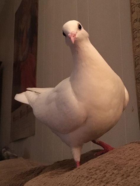 Silly Pigeon, Pigeon Astetic, Dove Animal, Pretty Pigeon, Pet Dove, Pigeon Pet Aesthetic, Pet Pigeon, White Pigeon, Cute Pigeon