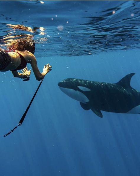 Swimming With Orcas, Oceanography Marine Biology, Orca Whales, Marine Biologist, Oceanography, Ocean Vibes, Marine Biology, Killer Whales, Ocean Creatures