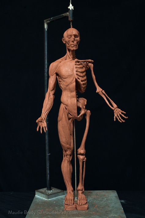 2014. Chavant Oil-Based Clay. H 70cm. Anatomy Study, The Study, Body Building, Anatomy, Greek Statue, Statue, Sculpture, Key, Building