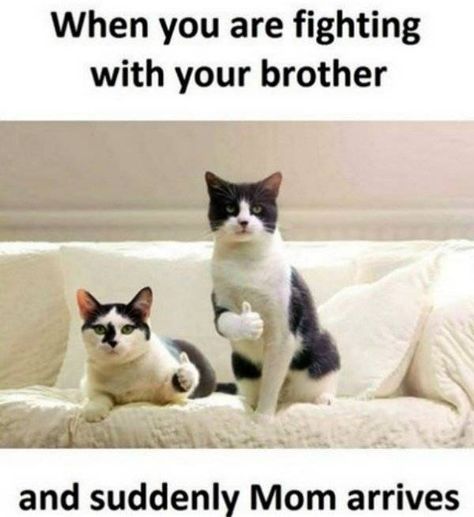 Brother And Sister Memes, Brother Sister Funny, Funny Siblings, Sibling Things, Annoying Brother, Brother Memes, My Annoying Brother, Sisters Before Misters, Sister Things