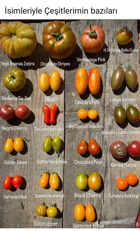 Vegetables Names With Pictures, Fruits And Vegetables List, Healthy Food Chart, Types Of Peppers, Types Of Tomatoes, Tomato Farming, Homegrown Food, Fruit List, Food Infographic