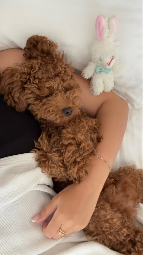 Brown Toy Poodle Aesthetic, Minature Goldendoodle Puppy, You Poodle, Doodle Dog Aesthetic, Poodle Dog Aesthetic, Dog Care Aesthetic, Cockapoo Aesthetic, Toy Poodle Aesthetic, Goldendoodle Aesthetic