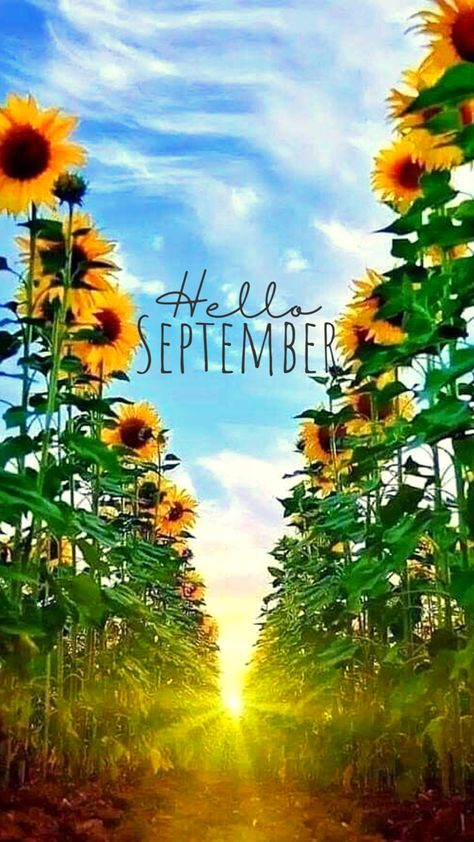 September Wallpapers For Iphone, Hello September Wallpaper Backgrounds, Hello September Sunflower, September New Month Wishes, September Wallpaper Backgrounds, Hello September Wallpapers, September Lockscreen, September Wallpaper Iphone, September Background Wallpaper