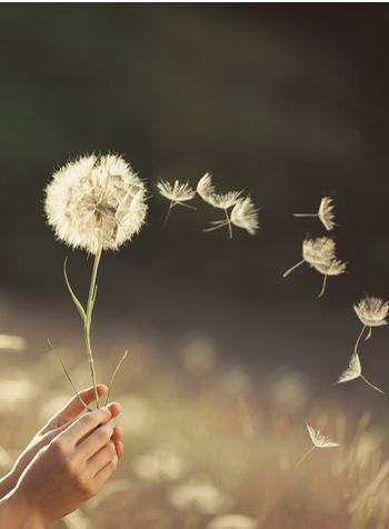 Dandelion Dance, Blowing Dandelion, Dandelion Wallpaper, Fairy Photoshoot, Boho Background, Cute Love Photos, Dandelion Seeds, Graphic Design Tutorials Learning, A Dandelion