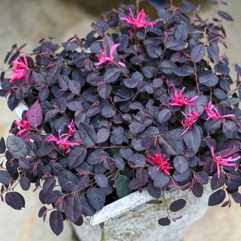 Loropetalum – The Guide to Growing Chinese Fringe Flower | Proven Winners Chinese Fringe Flower, Fringe Flower, Lily Turf, Vines Flowers, Smooth Hydrangea, Jazz Hands, Deer Resistant Plants, Small Shrubs, Garden Fun