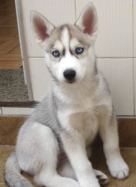 Grey and white husky with blue eyes! My fav:) A Husky, Husky Puppy, Siberian Husky, Blue Eyes, Grey And White, Husky, Grey, Blue, White