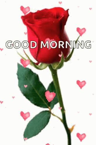 Good Morning Flowers Rose My Love, Good Morning Rose Gif, My Love Images, Good Morning Rose, Good Morning Happy Wednesday, Wednesday Wallpaper, Good Morning Gif Images, Good Morning Animated Images, Good Morning Sunday Images