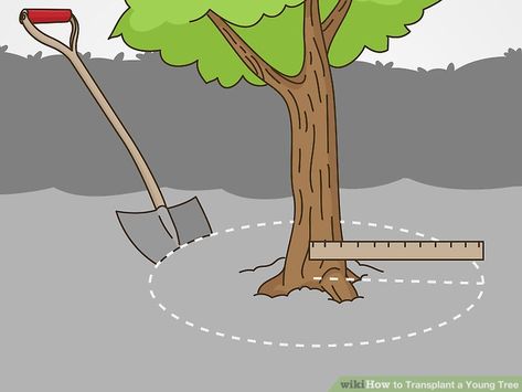 How to Transplant a Young Tree (with Pictures) - wikiHow How To Move A Small Tree, Tree With Pictures, Tree Sapling, Tree Transplanting, Small Fruit Trees, Fast Growing Shade Trees, Rocky Landscape, Blue Farmhouse, Flip House