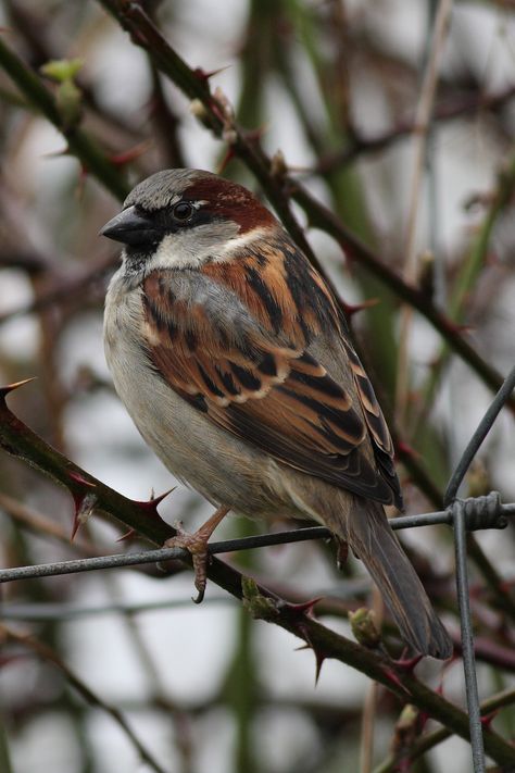 House Sparrow | On dull, wet, winter days, the land can appe… | Flickr Tiffany Jones, House Sparrow, Sparrow Bird, Garden Birds, Different Birds, Bird Watcher, Nature Birds, Backyard Birds, Bird Pictures