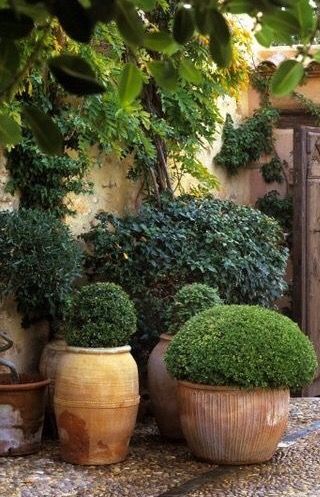 Garden Shrubs, Have Inspiration, Garden Containers, Mediterranean Garden, Courtyard Garden, Garden Cottage, Small Gardens, Garden Spaces, Front Garden