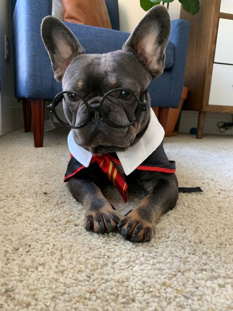 Costumes For French Bulldogs, Frenchie Costume, Frenchie Halloween Costumes, Frenchie Halloween Wallpaper, Loki Halloween Costume, Harry Potter Dog Costume, Halloween Costumes For Frenchies, Puppy Costumes, Harry Potter Dog