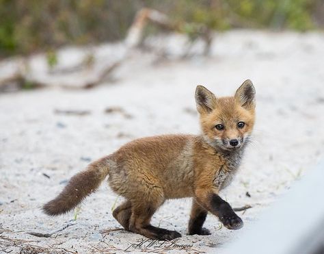 Baby Red Fox, Fox Playing, Fuchs Baby, Fox Images, Fox Pictures, Animal Study, Fox Girl, Wild Dogs, Baby Fox