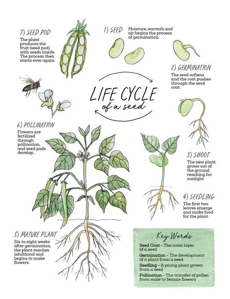 Life Cycle of a Seed Nature Journaling Pack Homeschool | Etsy Life Cycle Of A Seed, Spring Journal, Garden Notebook, Plant Notes, Nature Journaling, Plant Study, Nature School, Plant Journal, Plant Life Cycle