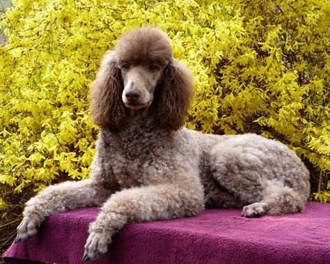 Brown Poodle, Poodle Puppy Standard, Poodle Dogs, Poodle Cuts, Poodle Grooming, Dog Exercise, Miniature Poodle, Poodle Puppy, American Kennel Club