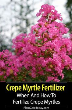 Crepe Myrtle Trees Landscaping Backyards, Crape Myrtle Tree Care, How To Prune Crepe Myrtle Trees, Planting Crepe Myrtle Trees, When To Prune Crepe Myrtle Trees, Crepe Myrtle Landscaping Front Yards, Pruning Crepe Myrtles, Crepe Myrtle Bush, Crepe Myrtle Landscaping