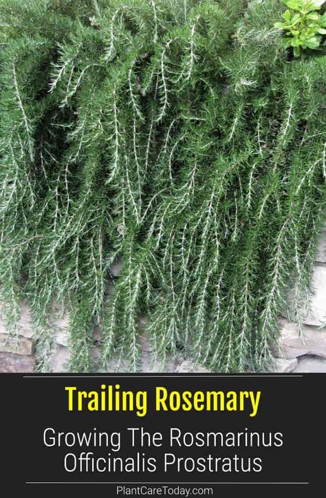 Rosemary Plant Landscaping, Trailing Rosemary, Garden Planing, Rosemary Herb, Plants For Raised Beds, Growing Rosemary, Rosemary Plant, Eco Garden, Herb Containers