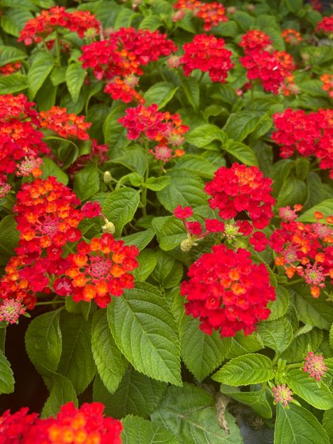 #red #lantana #flowers are perfect for any #garden Red Lantana, Lantana Flower, Lantana Plant, Arrangement Flowers, Container Ideas, Flower Collection, Container Flowers, Master Plan, Flowering Trees