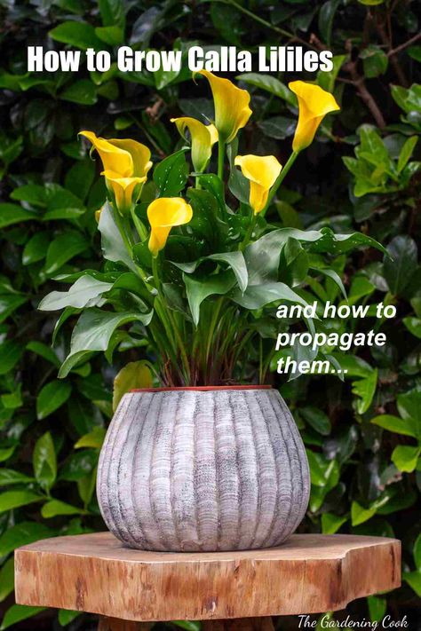 Lilly Plants, Calla Lily Bulbs, Lily Plant Care, Lily Care, Calla Lily Flowers, Lily Garden, Lily Bulbs, Lily Plants, Garden Bulbs