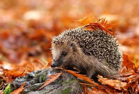 Bad news: You might step on a hedgehog. | The Good News And Bad News About Autumn Animal Report, Autumn Animals, Hedgehog Pet, A Hedgehog, Nocturnal Animals, British Wildlife, Cute Hedgehog, Nature Animals, In The Fall