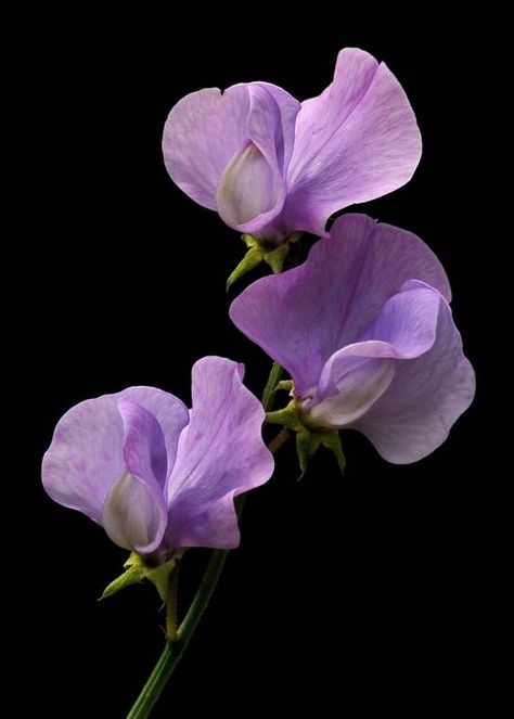 Flowers Photography Aesthetic, Sweetpea Flower, Lathyrus Odoratus, Sweet Pea Flowers, Foto Transfer, Pea Flower, Sweet Peas, Photography Aesthetic, Floral Photography