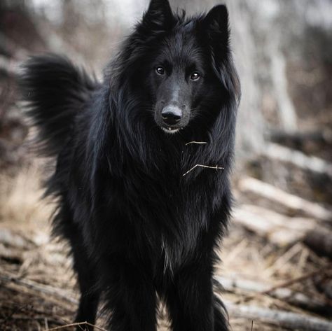 Belgian Shepherd Black, Belgian Groenendael, Belgian Shepherd Groenendael, Black Wolfdog Aesthetic, Black Big Dogs, Black German Shepherd Photography, Large Black Dog, Belgian Sheepdog, Belgian Shepherd