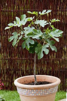 Potted Trees Patio, Container Trees, Growing Fig Trees, Potted Fruit Trees, Gemüseanbau In Kübeln, Mediterranean Garden Design, Guava Leaves, Patio Trees, Acerola Cherry