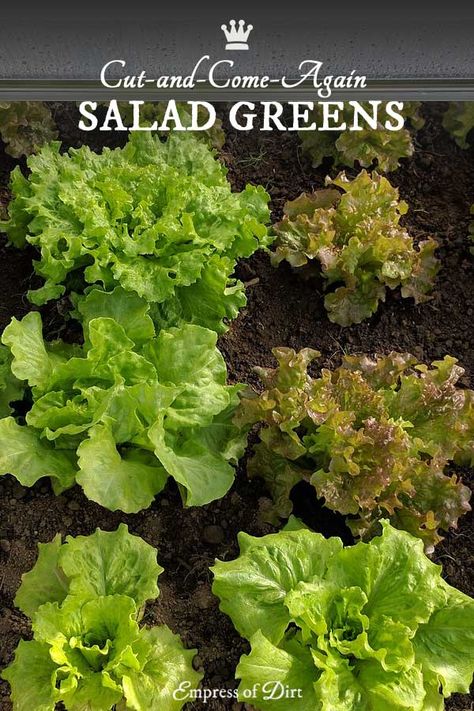 Salad Greens Garden, Salad Garden Ideas, Grow Salad Indoors, Growing Salad Greens Indoors, Growing Salad Greens, Growing Salad, Salad Garden, Vegtable Garden, Greens Salad