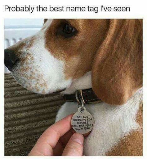 Well, at least he's honest. Dog Name Tags, Funny Animal Memes, Funny Animal Pictures, Dog Memes, Cool Names, Dog Names, Animal Memes, Cute Funny Animals