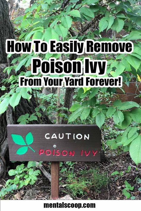 Poison Ivy Vine, Poison Plants, Poison Ivy Plants, Poison Oak, Ivy Vine, Small Shrubs, Poisonous Plants, Beautiful Yards, Poison Ivy