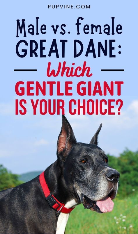 The Great Dane, also known as the Apollo of Dogs, is a purebred dog breed most famous for its size – while Great Dane owners are accustomed to their large size, other people might find them frightening. Great Dane Blue Merle, Great Dane Quotes, Great Dane Facts, Blue Merle Great Dane, Great Dane Temperament, Merle Great Danes, Great Dane Mastiff, Great Dane Mix, Male Vs Female