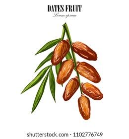 Dates Illustration Fruit, Dates Drawing, Dates Illustration, Date Illustration, Date Tree, Dates Fruit, Dates Tree, Fruit Tattoo, Date Bars