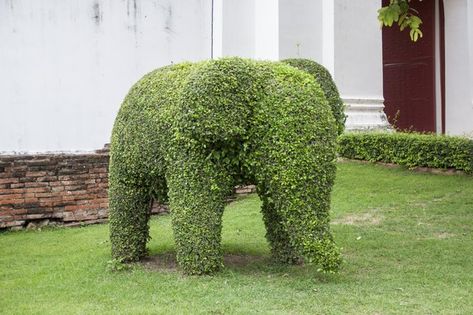 A simple topiary frame trains vines into various shapes. Frame-style topiary is used mainly for potted plants, whether grown indoors or outdoors. When planning your topiary, keep... Concrete Garden Ornaments, Outdoor Topiary, Topiary Diy, Topiary Garden, Boxwood Topiary, Topiary Trees, Concrete Garden, Garden Ornaments, Japanese Garden