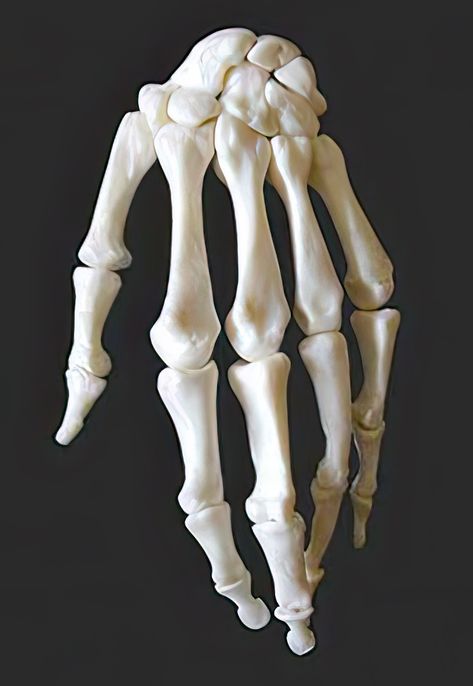 Skeleton Hand Poses Reference, Bone Anatomy Reference, Skeleton Arms Reference, Skeletal Hand Reference, Hand Bones Reference, Skeleton Hand Reference Anatomy, Arm Bones Reference, Hand Bones Drawing, Skeleton Hand Reference