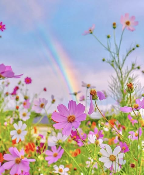 Cosmos Flowers, Spring Landscape, Spring Wallpaper, Bird Wallpaper, Flower Art Images, Beautiful Locations Nature, Spring Aesthetic, Alam Yang Indah, Beautiful Nature Pictures