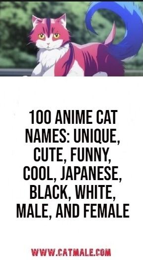 Cute Anime Names Female, Male Cat, Black And White Cat Names, Anime Names Female, Black Cat Names Female, Japanese Cat Names, Male Black Cat Names, Cat Name Ideas, Cat Names Boy