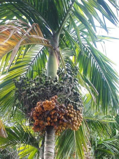 How to Grow a Betel Nut Tree | Growing Areca Nuts & Care | Fruit Trees In Garden, Trees In Garden, Garden With Fruit Trees, Areca Catechu, Areca Palm Plant, Areca Nut, Palm Tree Pictures, Betel Nut, Areca Palm