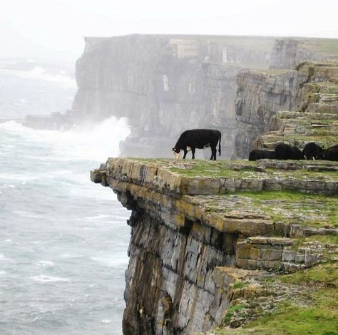 Aer Lingus, Aran Islands, County Galway, Ireland Travel Guide, Amazing Animal Pictures, Love Ireland, Galway Ireland, Cliffs Of Moher, Visit Ireland