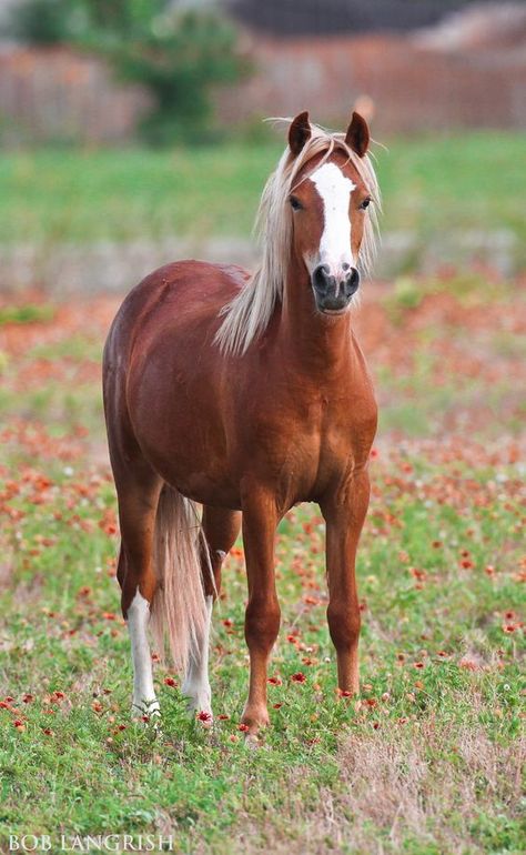 Welsh Ponies, Welsh Pony And Cob, Welsh Pony, Palomino Horse, Hello Pretty, Nice Picture, Most Beautiful Animals, Horse World, Majestic Horse