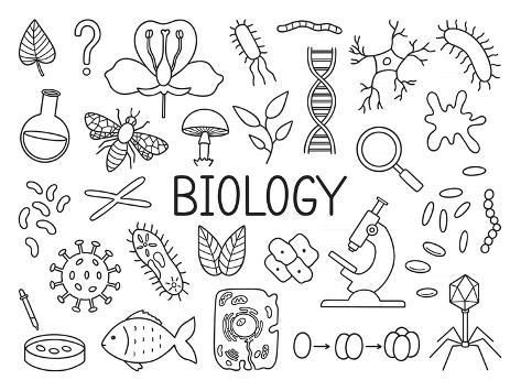 size: 12x9in Photographic Print: Biology by Anya Filipeva : Biology Major Aesthetic, Biology Doodles, Biology Notebook, Biology Drawing, Biology Project, Notebook Drawings, Project Science, Ap Classes, Biology Poster