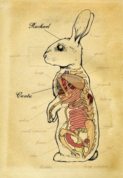 Vintage Rabbit Anatomy Illustration. Rabbit Anatomy, Petit Tattoo, Rabbit Art, Bunny Art, Scientific Illustration, Medical Illustration, Anatomy Reference, The Human Body, Skeletal