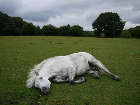 Horse Lying Down Reference, Horses Laying Down, Horse Lying Down, Horse Laying Down, Premade Background, Horse Poses, Horror Gore, Horse Reference, Horse Photo