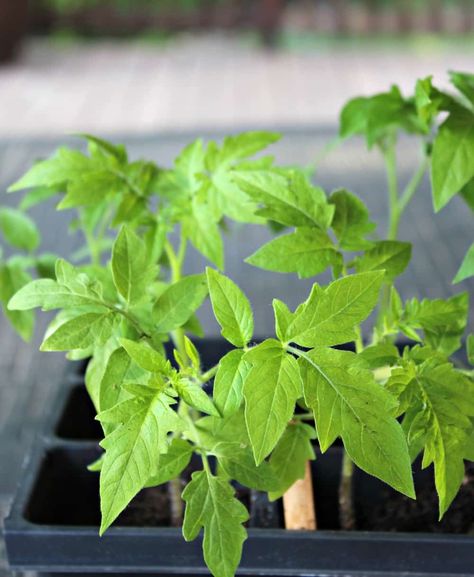 Growing tomato plants can be rewarding and challenging. Tips on how to transplant tomato seedlings. I love starting tomato plants from seeds.  Sometimes we buy a few plants because we want an additional variety.  Whether you start your own plants from seeds or buy plants from the nursery you need to know how to transplant your tomatoes. When I start with seeds I plant in small pots. Then I transplant to a larger pot and then finally into the garden. Transplanting allows the plant to grow larg... Garden Basics, Plants From Seeds, Tomato Farm, Pruning Tomato Plants, Watering Tomatoes, Growing Tomato, Tomatoes Growing, Tomato Pruning, Seed Growing