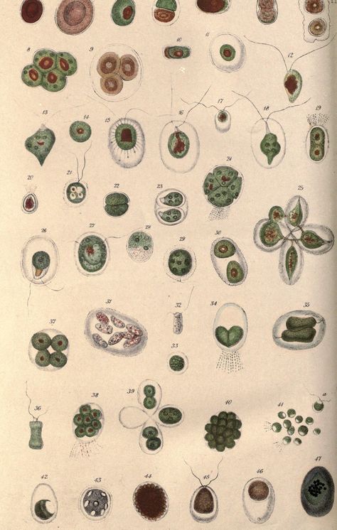 Plant cells. Botanical and physiological memoirs  London :Printed for the Ray Society,1853.  Biodiversitylibrary. Biodivlibrary. BHL. Biodiversity Heritage Library Plant Cell Tattoo, Plant Cells, Plant Physiology, Micro Organisms, George Barbier, Desert Dreamer, Curiosity Cabinet, Biology Art, Ethical Issues