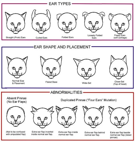 Cat | The ears can vary in placement on the head as well as in shape. There are also several ear anomalies. Feline Anatomy, Small Wave Tattoo, Ear Tattoos, Cat Anatomy, Warrior Cat Oc, Cat Oc, Cat Reference, Cat Info, Types Of Cats