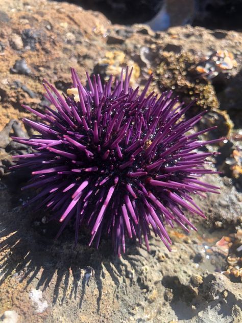 Sea Urchin Aesthetic, Red Sea Creatures, Deep Sea Plants, Coral Shapes, Aquatic Life, Ocean Reef, Sea Corals, Sea Urchins, Sea Urchins Art