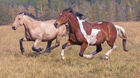 Wild Horse Pictures, Wild Horses Mustangs, Wild Horses Running, Wild Horses Photography, Majestic Horses, Horse Oil Painting, Painted Ponies, American Saddlebred, Horse Galloping